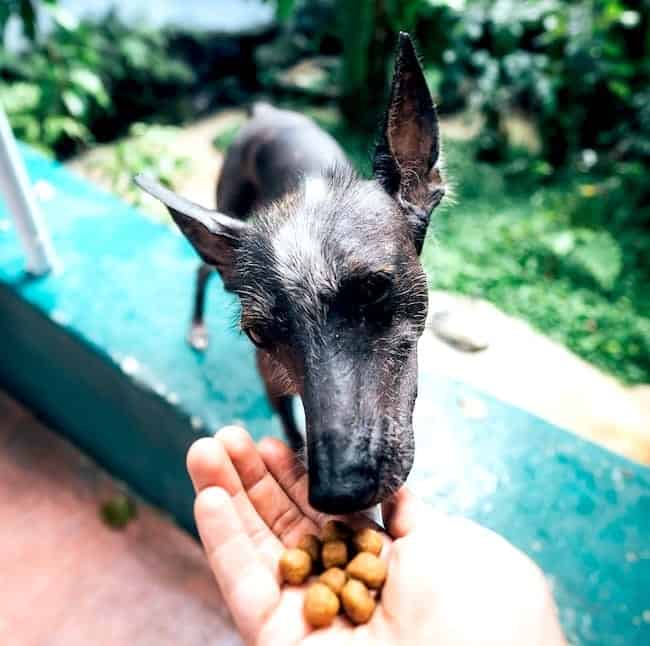 Dog Food