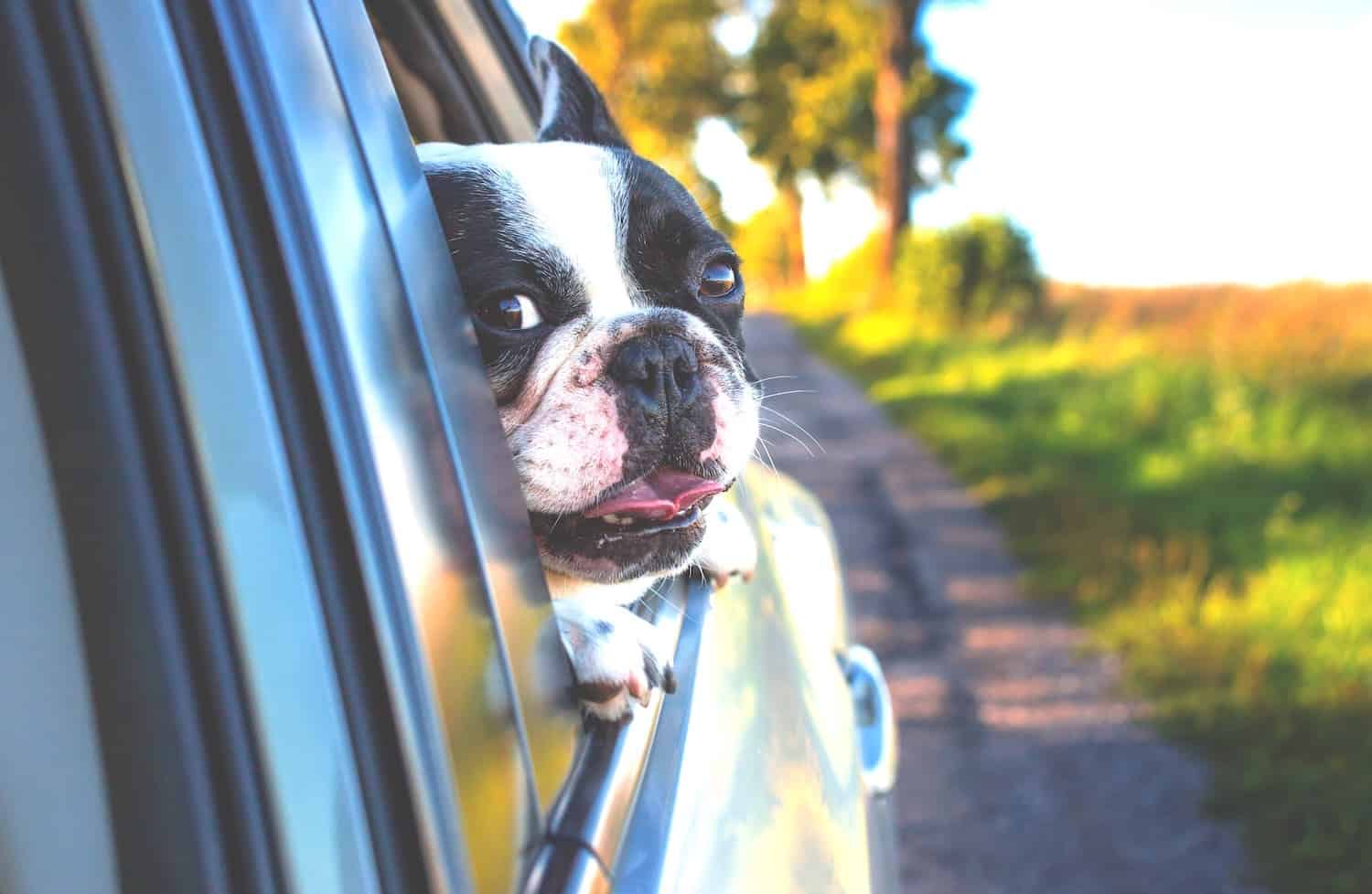 A dog, Max, rides with his head outside the window of a car.