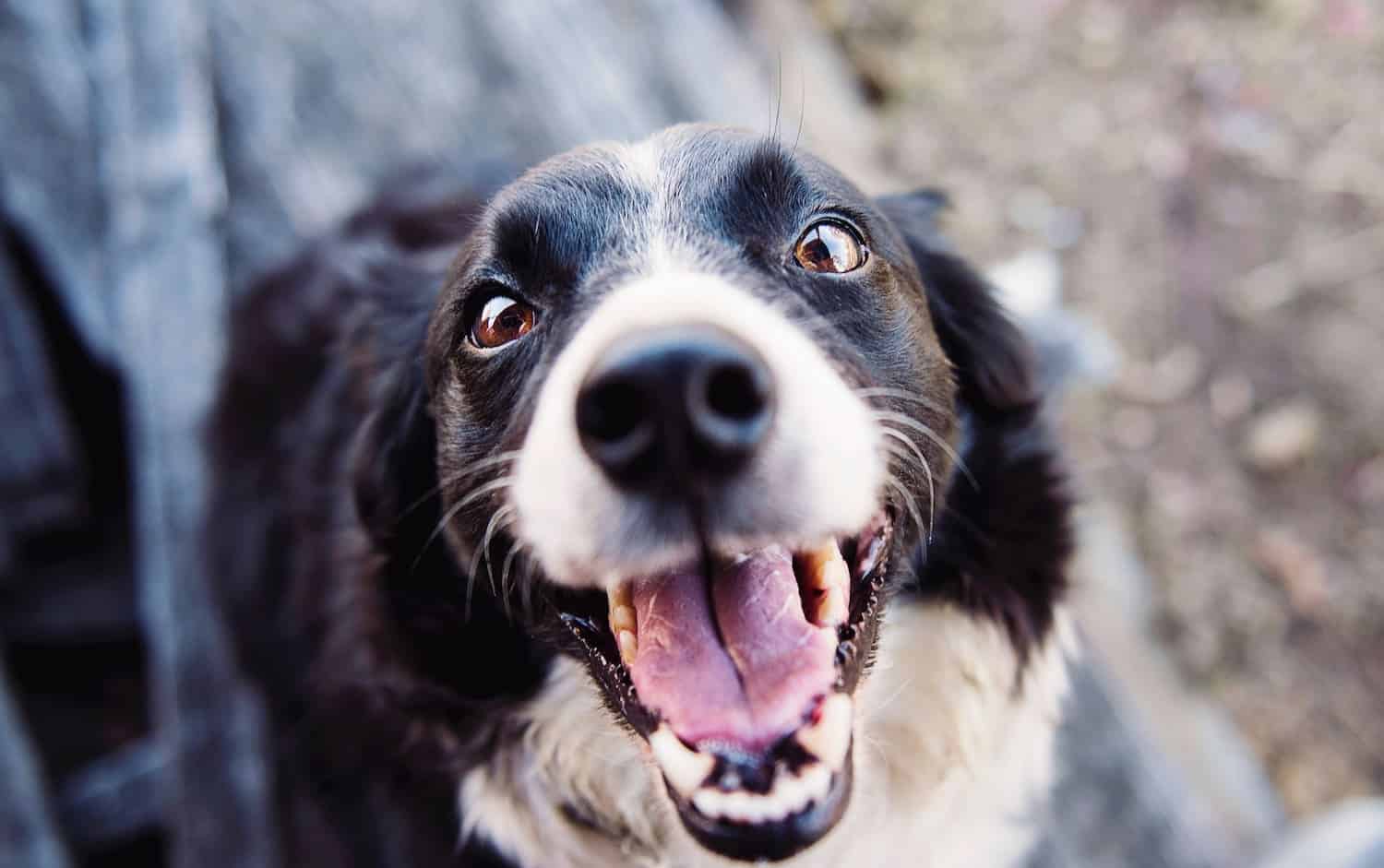 Rescue Collie