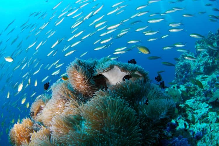 Southeast Asia is one of the best places to dive in the world