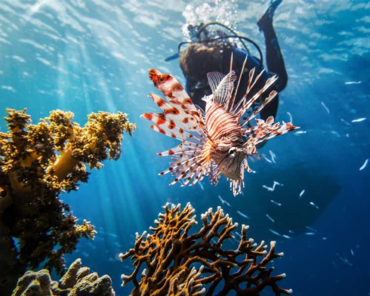 Diving in the Red Sea, Egypt