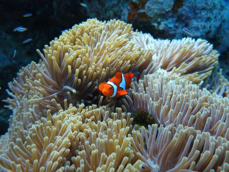 Clown fish hanging out in the anemone
