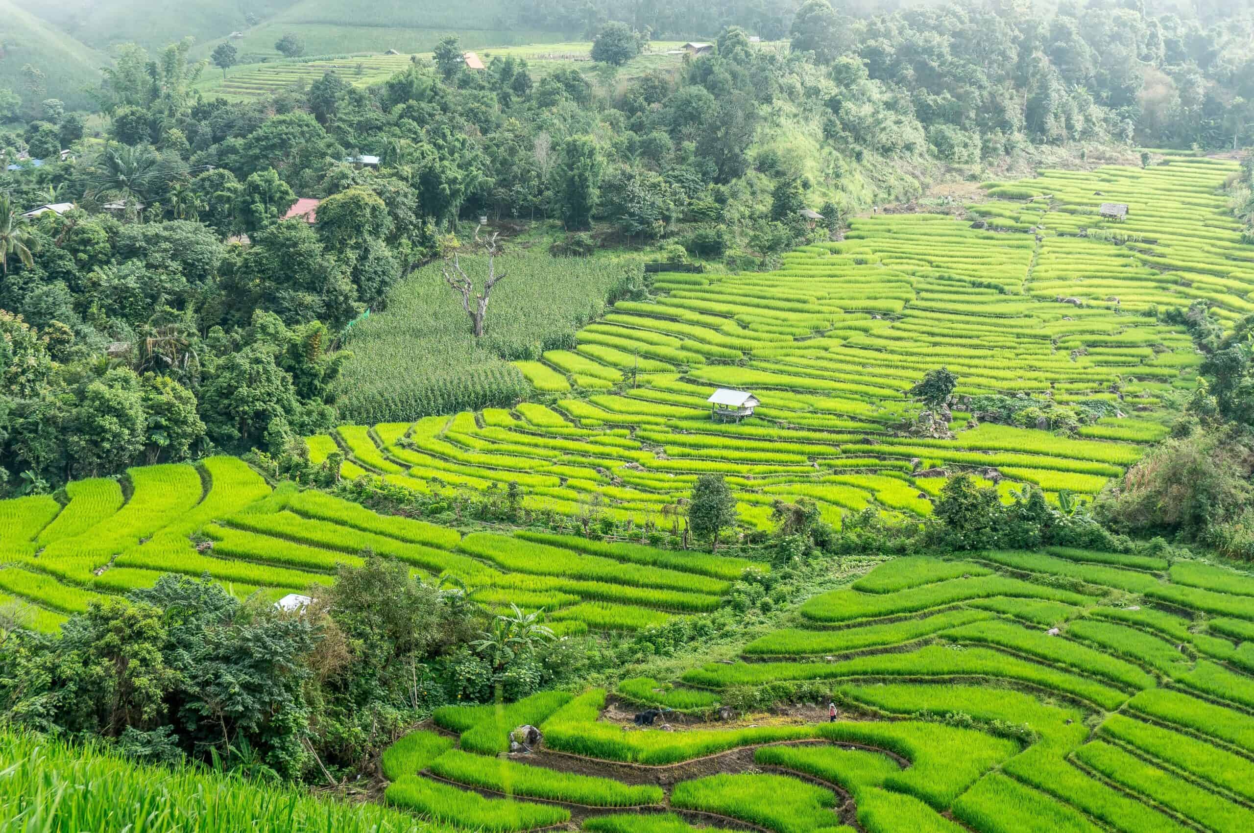 Rice terraces in Chiang Mai, Thailand (photo: hereisthailand, Pixabay)