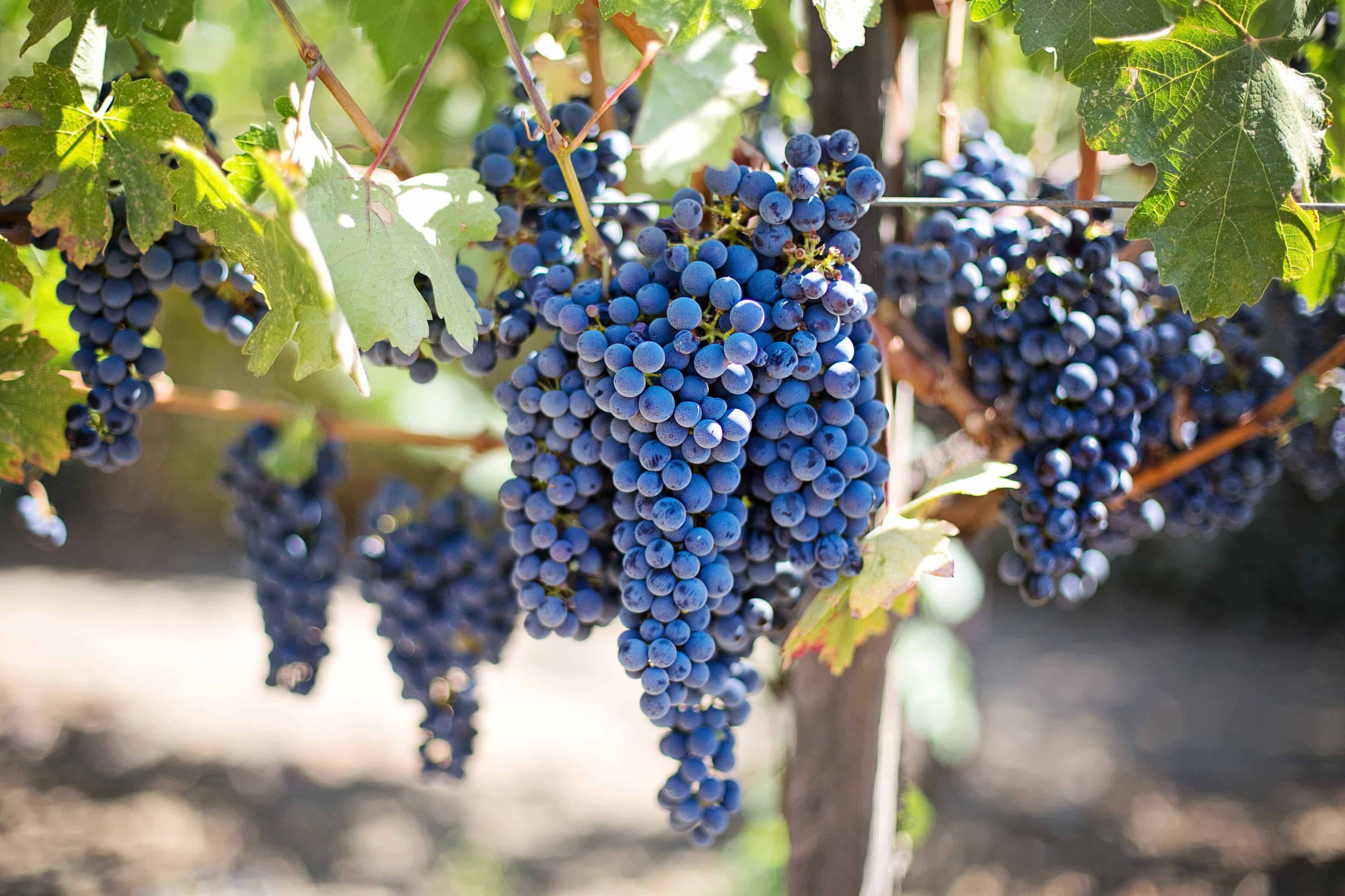 Visiting vineyards is one of the tastiest things to do in the Algarve.