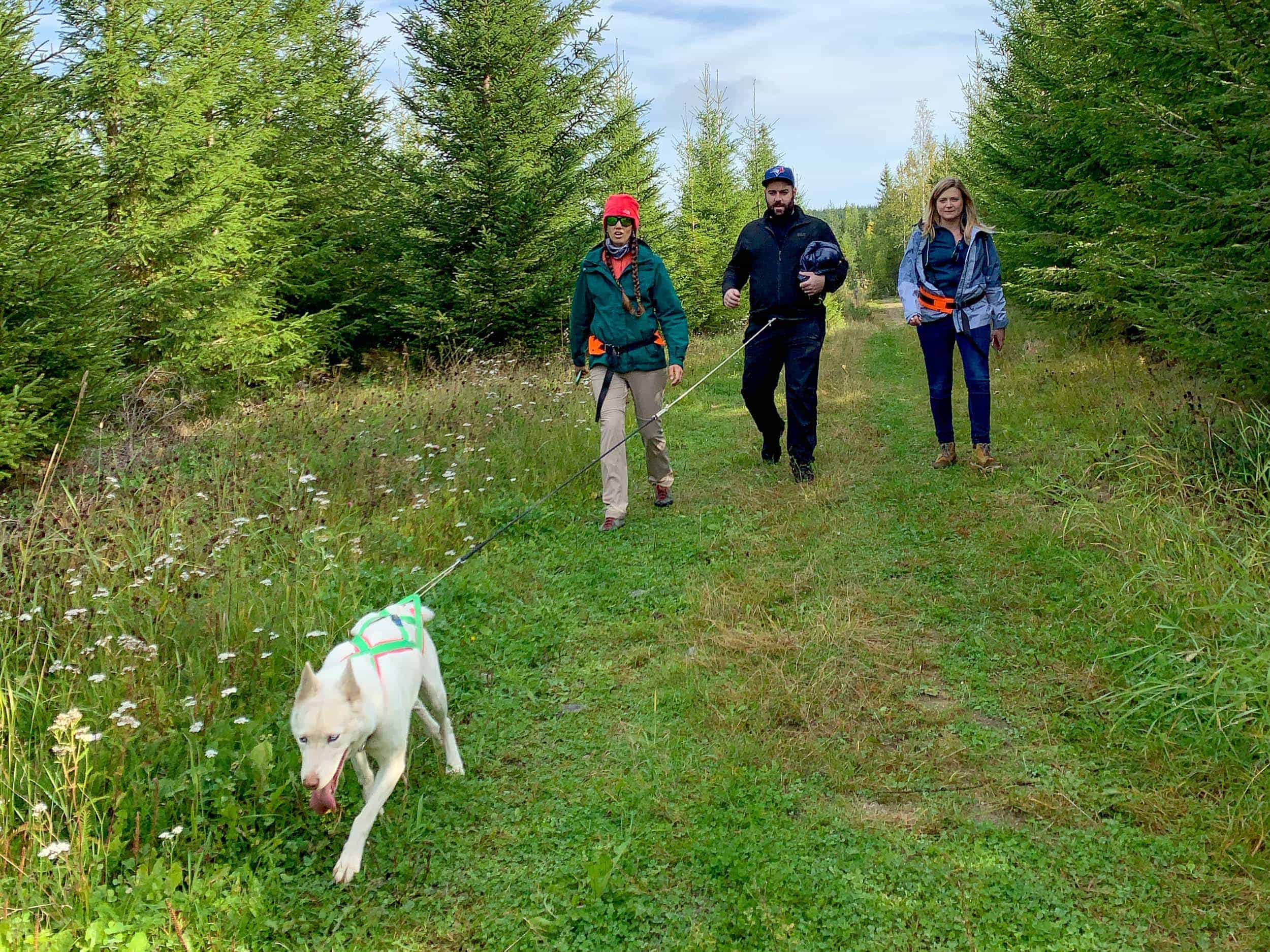 Husky trekking