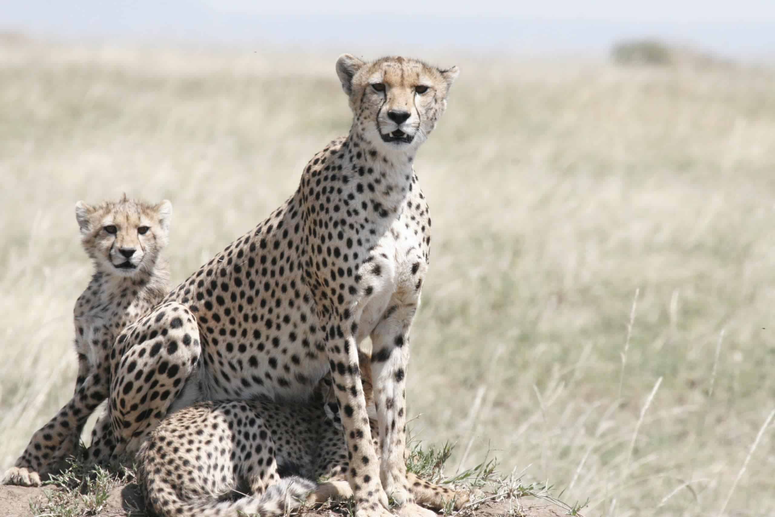 Female cheetah and cubs in Serengeti (photo: Carole Henderson, Pixabay)