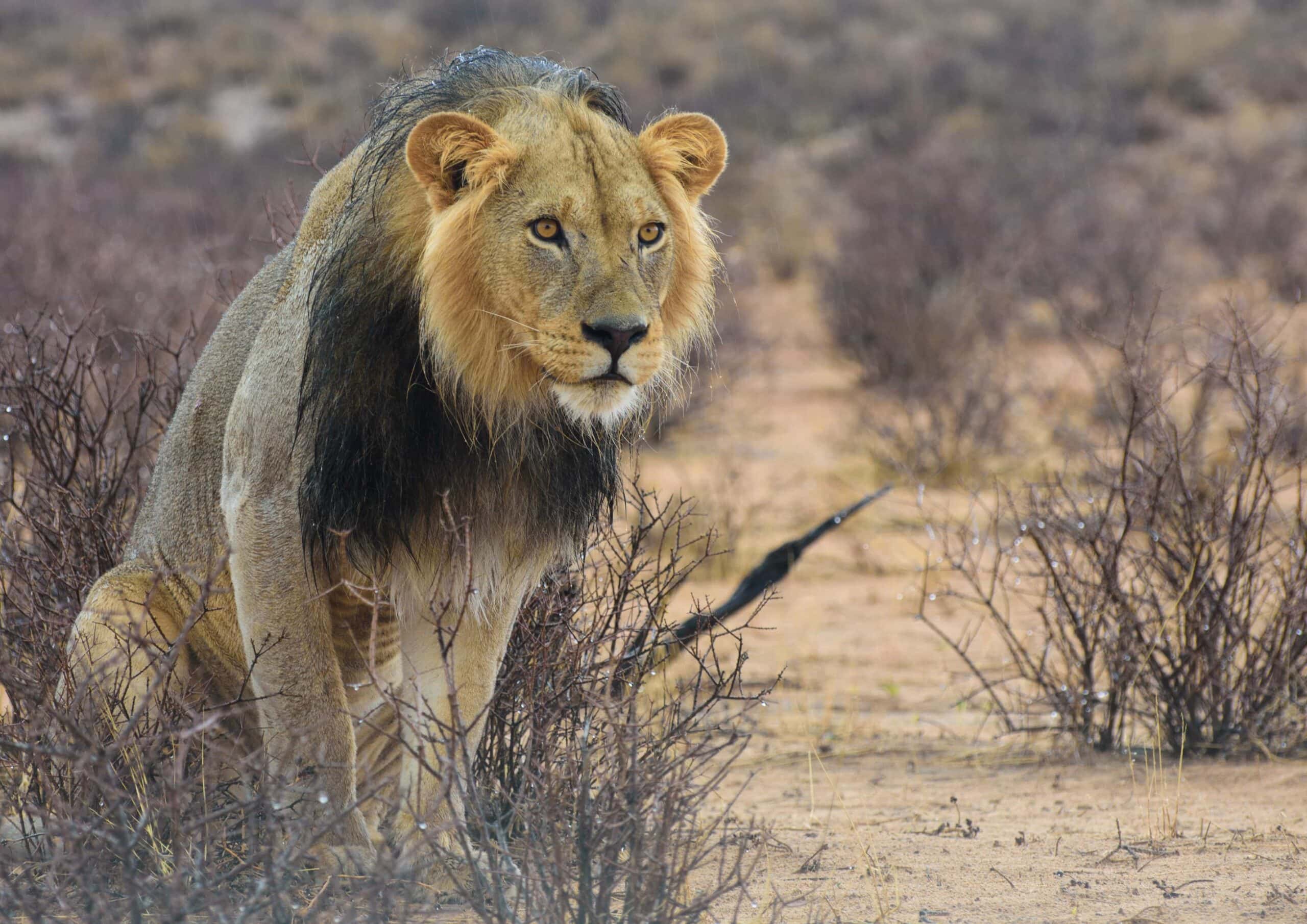 Kalahari lion (photo: itprax, Pixabay)