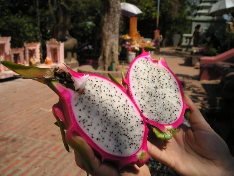 Dragon fruit in Cambodia (photo: Simon Steinberger, Pixabay)