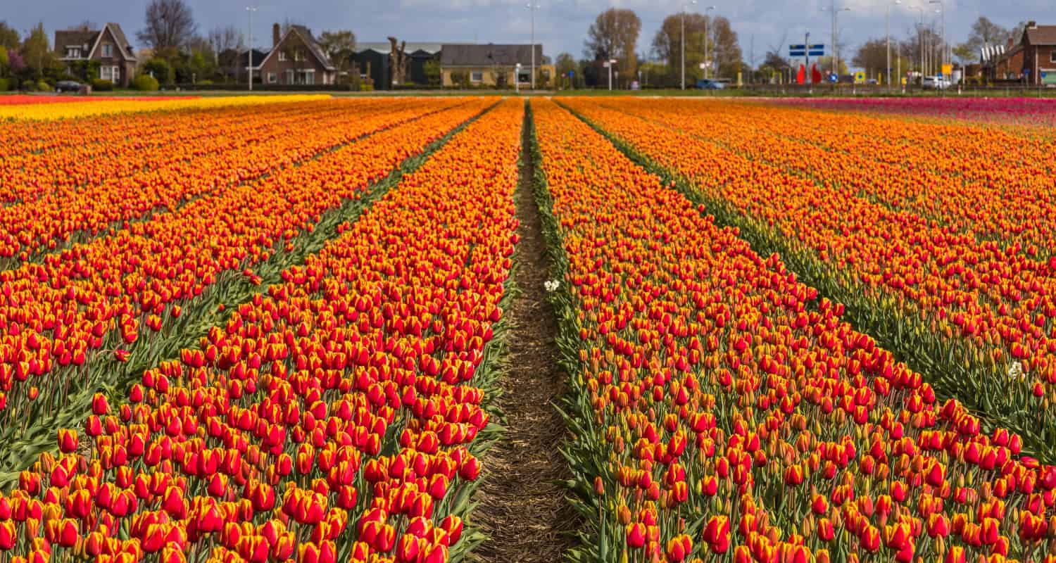 Tulips in Lisse