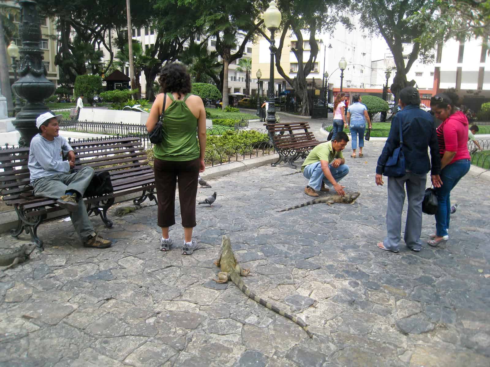 Land iguanas in Parque Seminario, Guayaquil