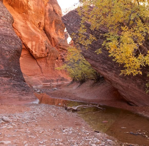 Hiking Red Reef Trail on our road trip to Zion National Park.