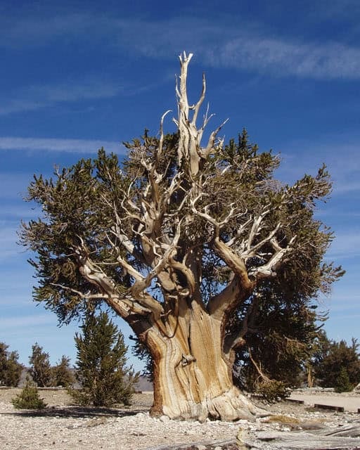 Bristlecone pine: the oldest trees.