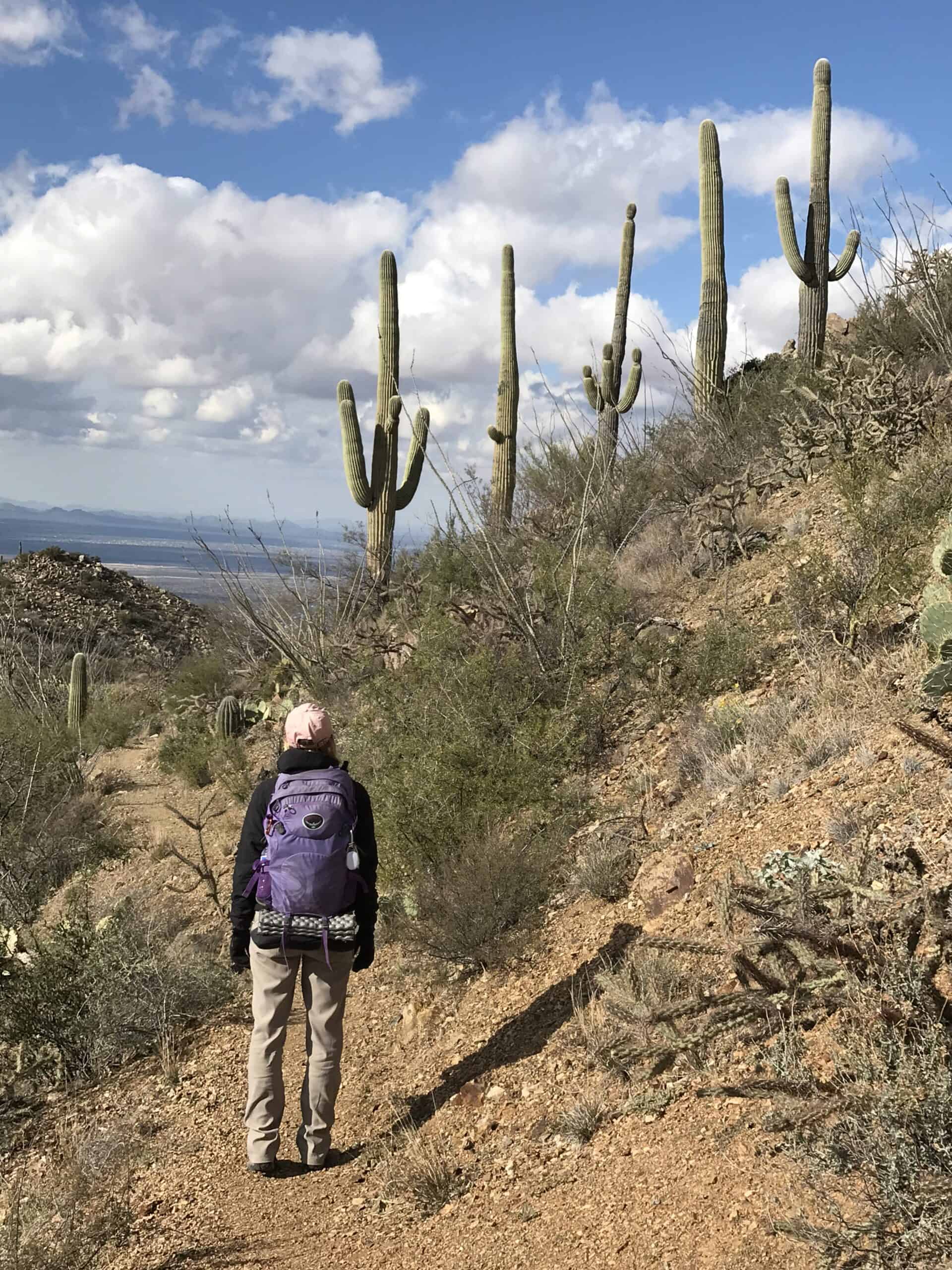 Hiking to Wasson Peak in the Sonoran Desert.