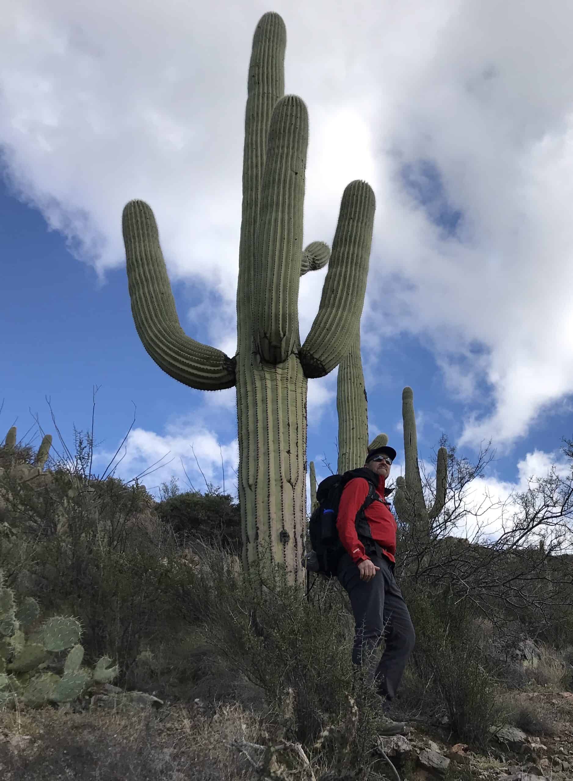 The author next to a saguaro cactus as as large as a tree.