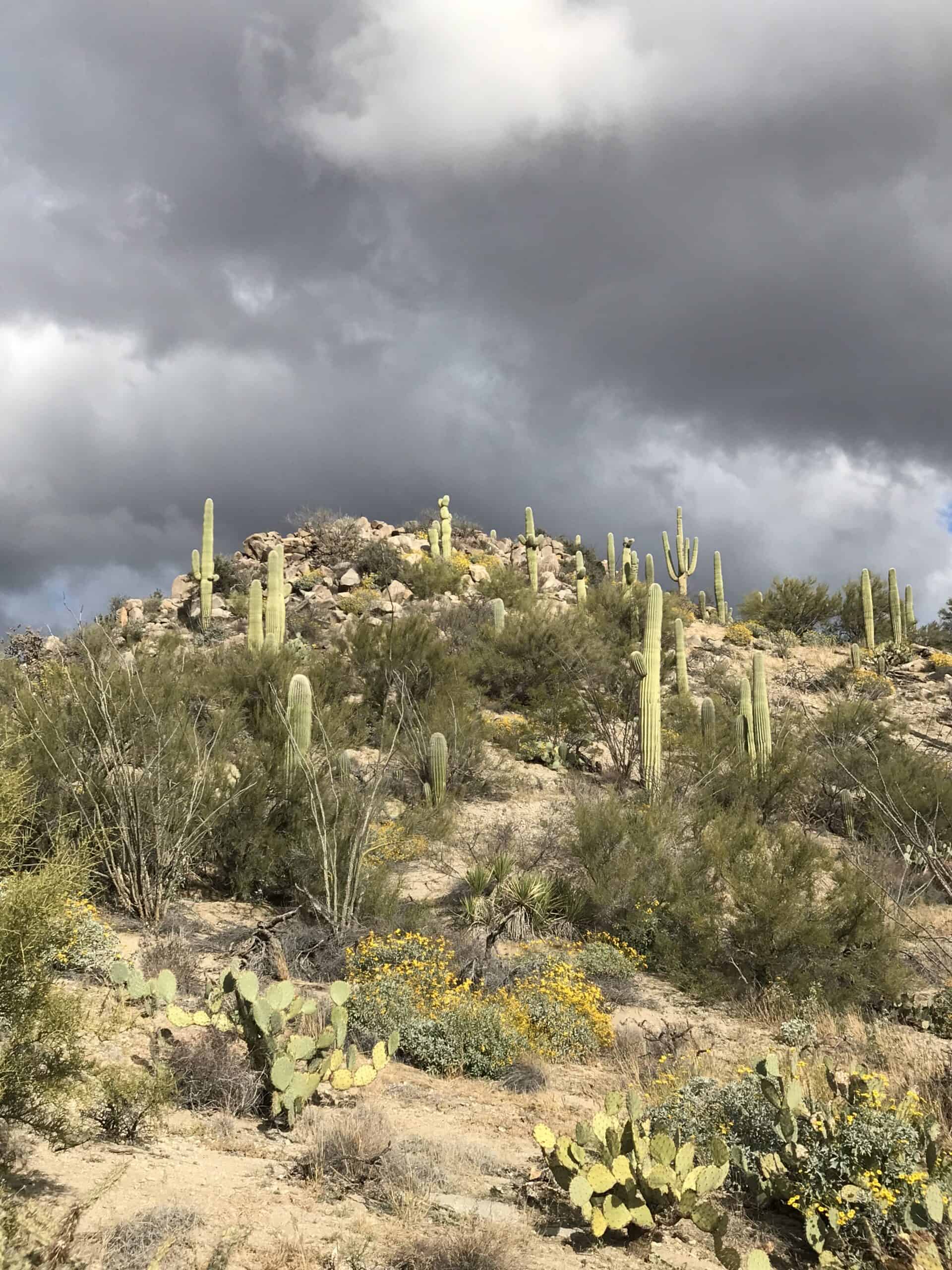 Dark clouds indicate a winter storm is coming.