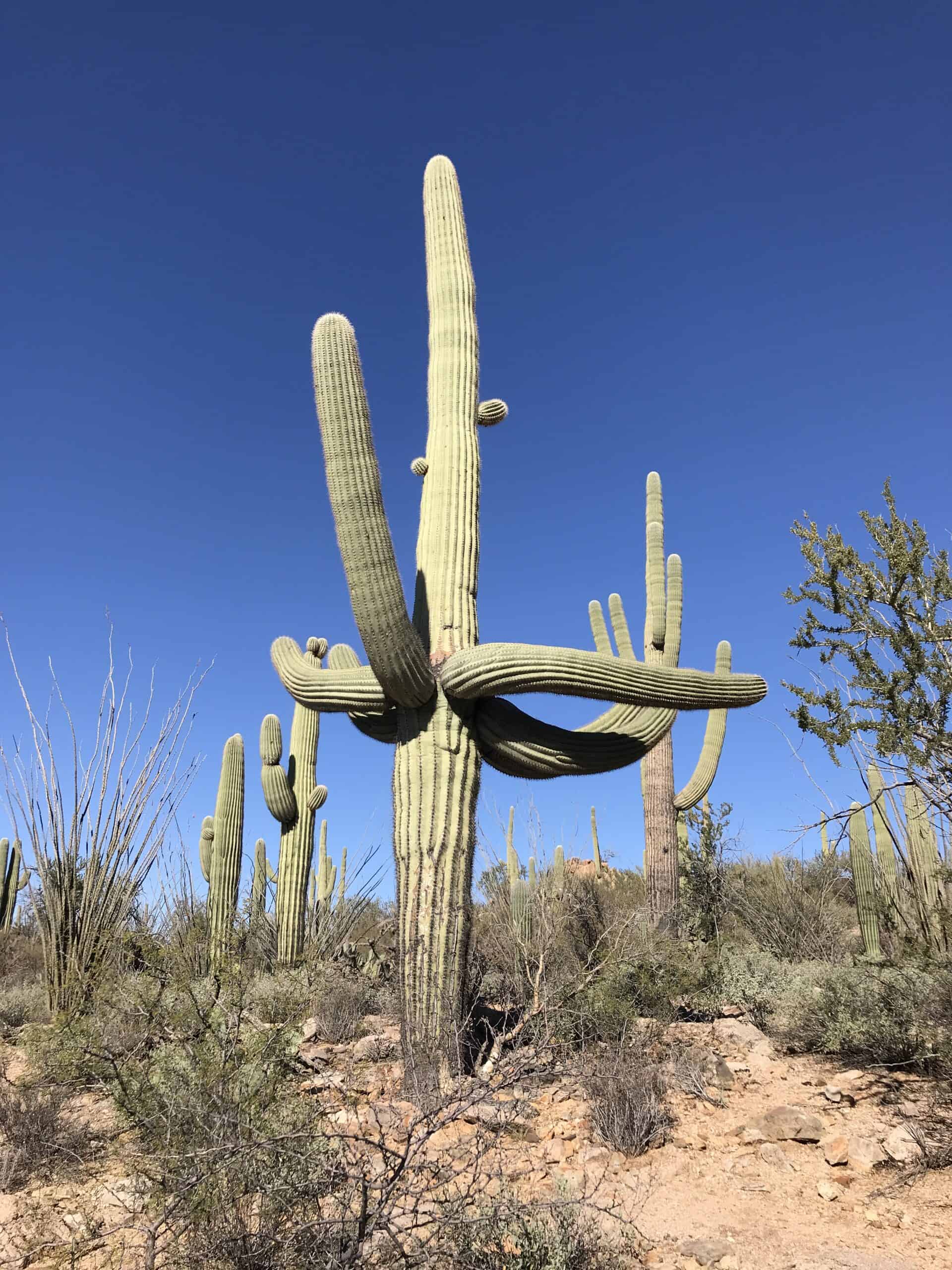 The saguaro cactus gives the Saguaro National Park its name.