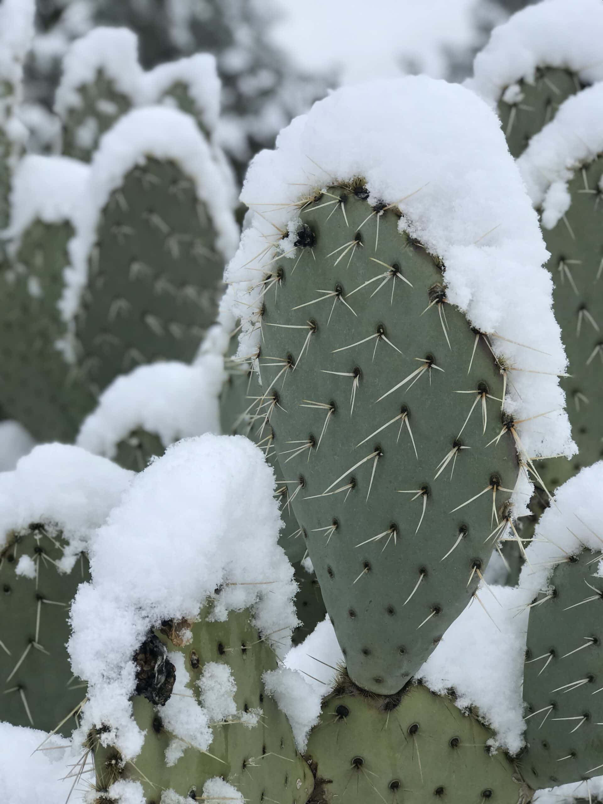 Snow on a cactus in the Tucson foothills