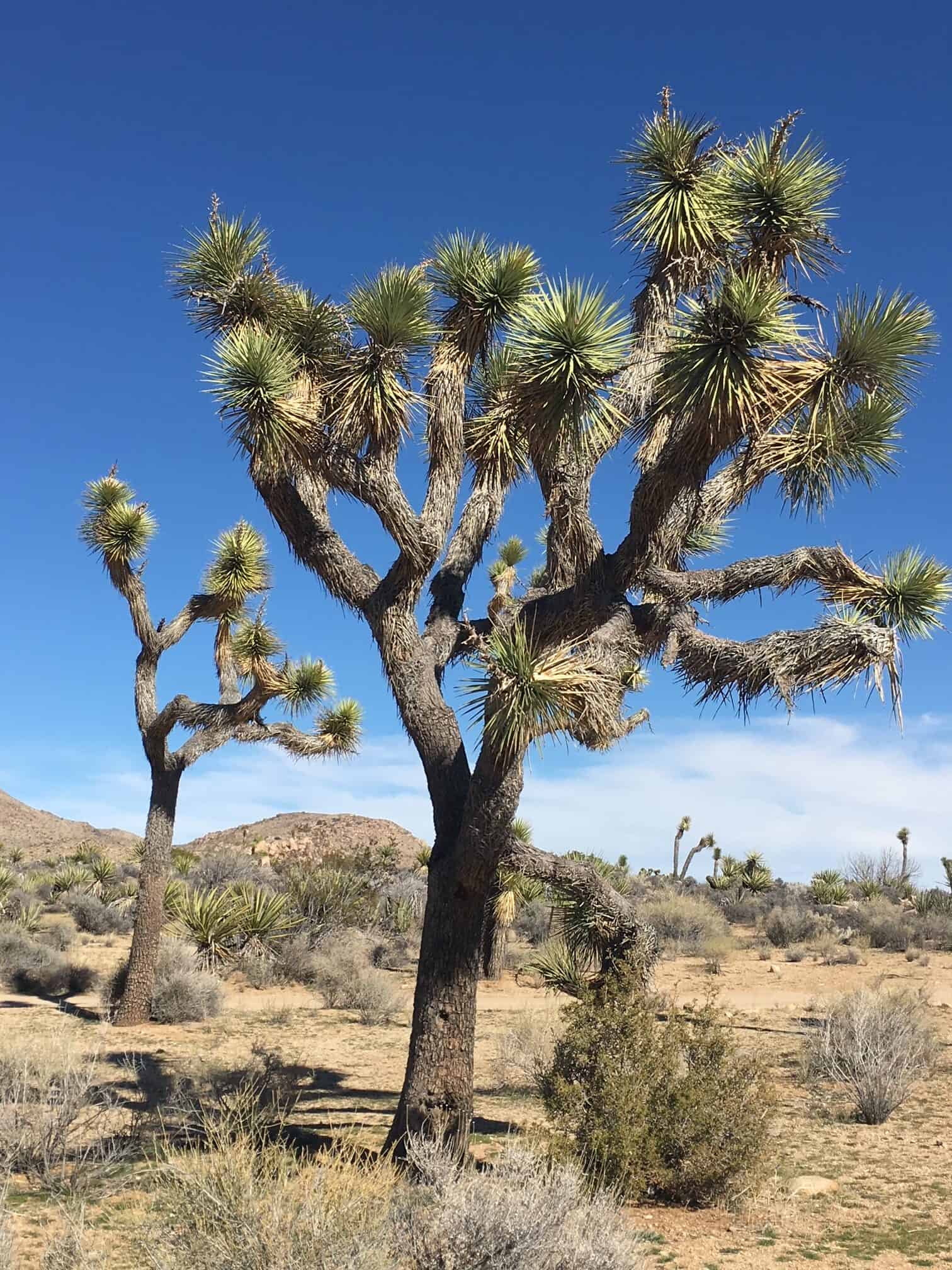 Joshua Trees