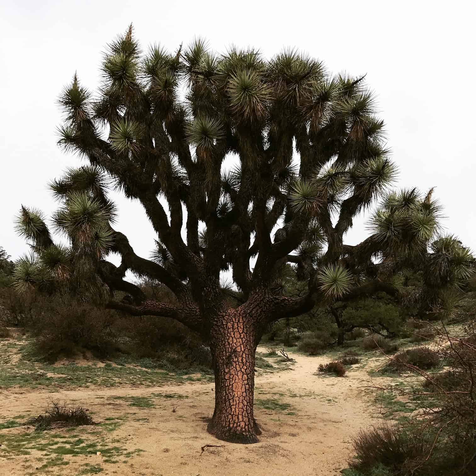 A Joshua Tree