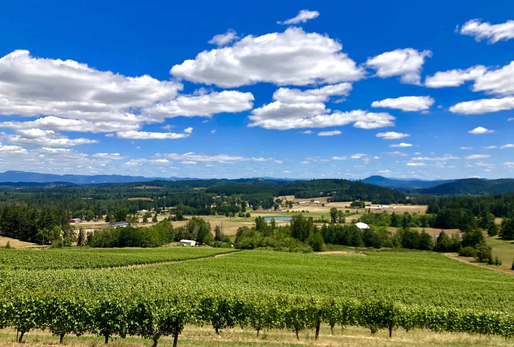 Vineyards in Southern Willamette Valley (photo: Tracie Caro, iStock license).