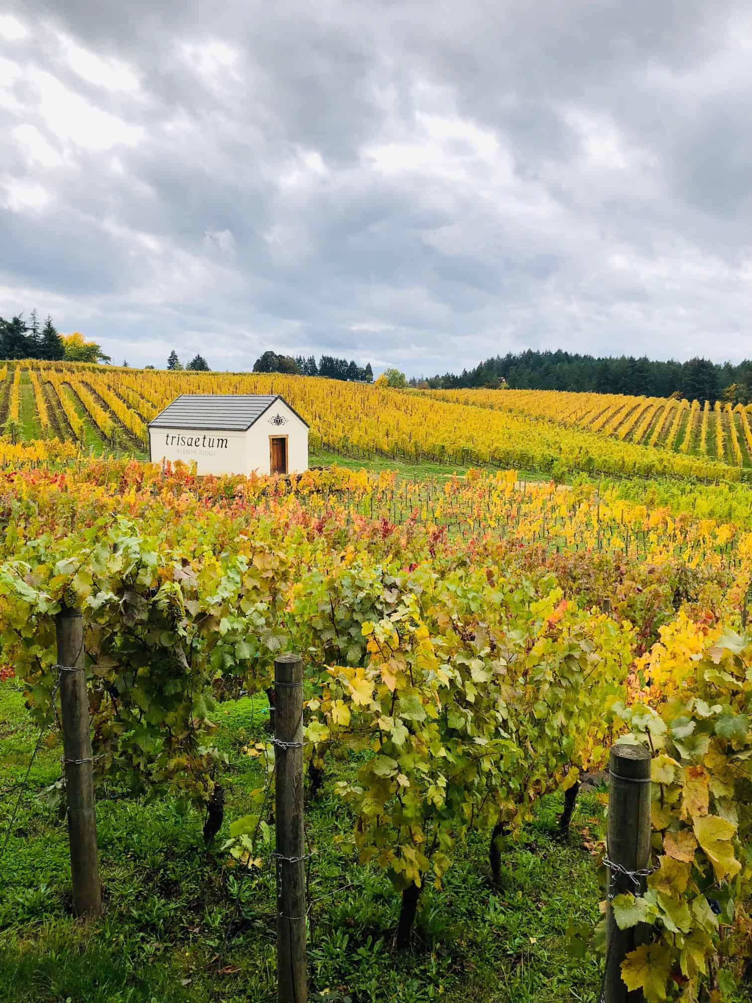 Vineyards at Trisaetum Winery