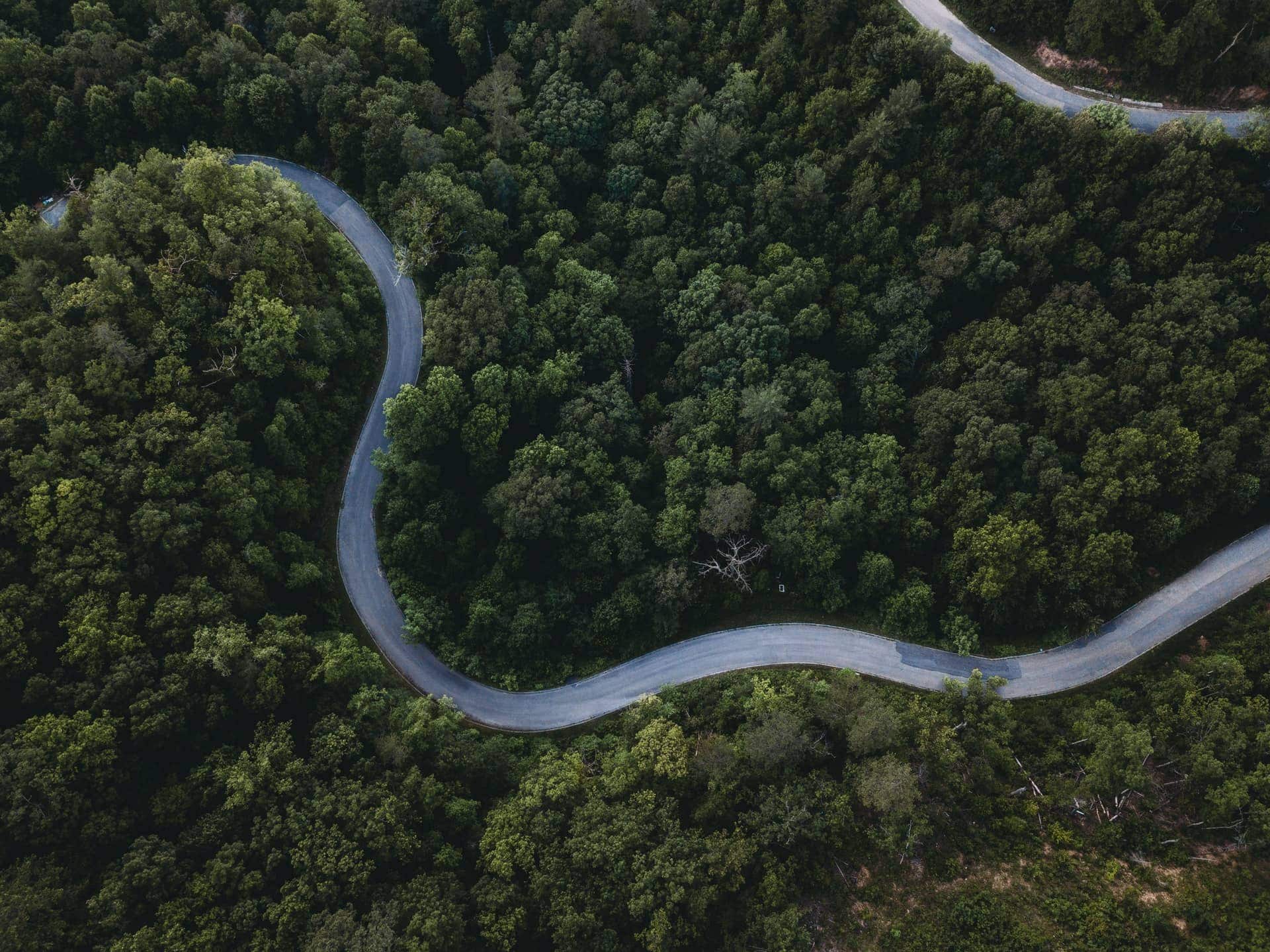 Forest road in Pigeon Forge, TN (photo: Steven Van Elk)