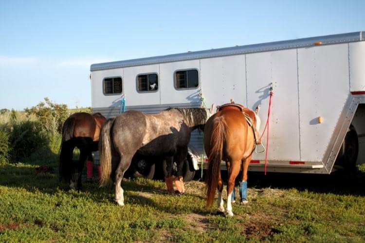 Horses and trailer