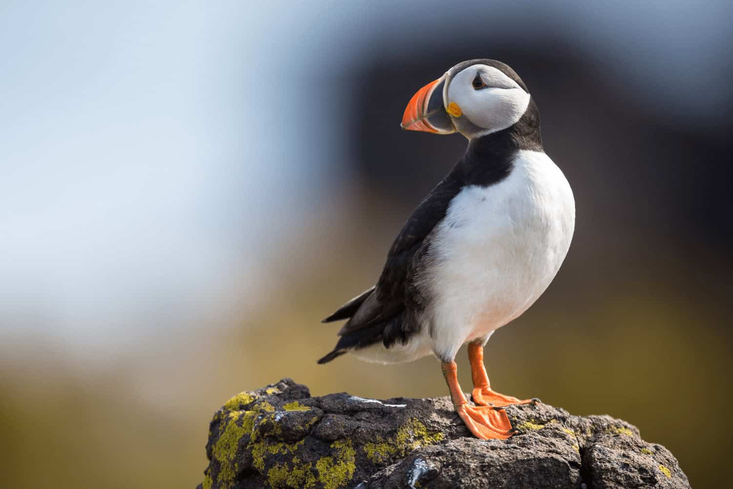Puffins in Iceland