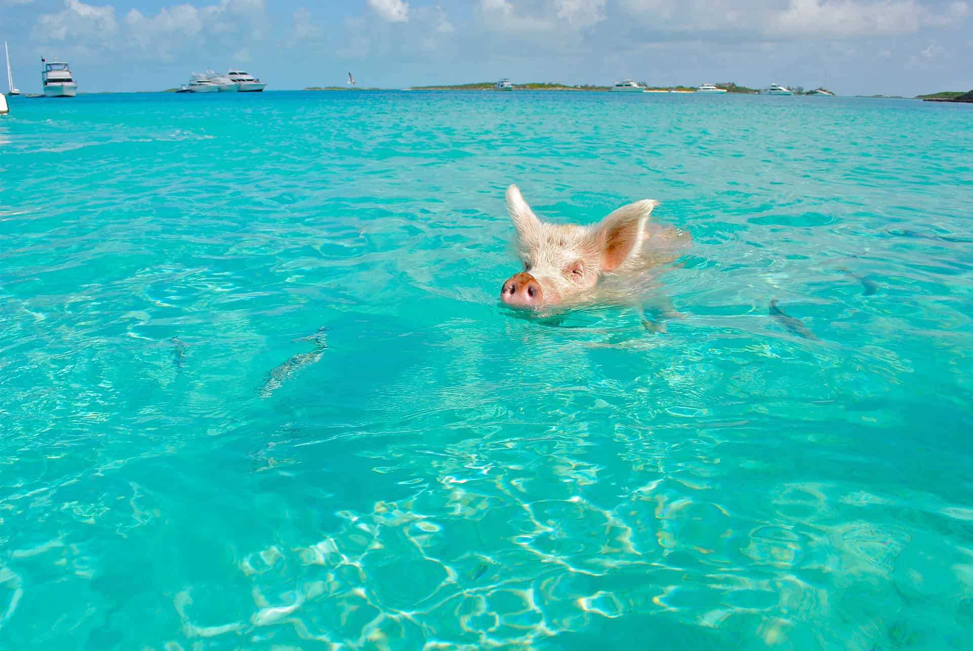 Swimming pig in The Bahamas (photo: Lisa Larsen)
