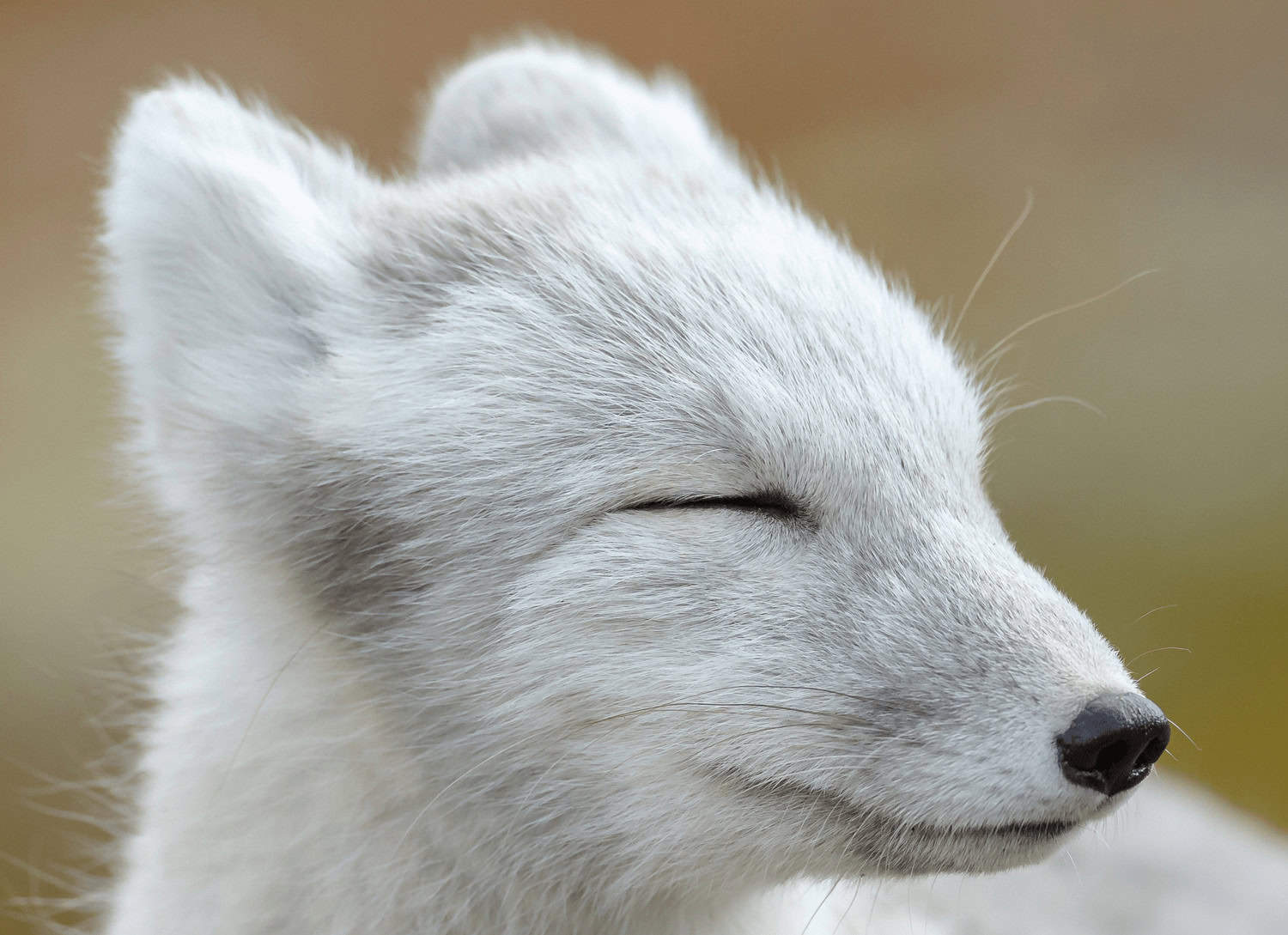 Arctic fox