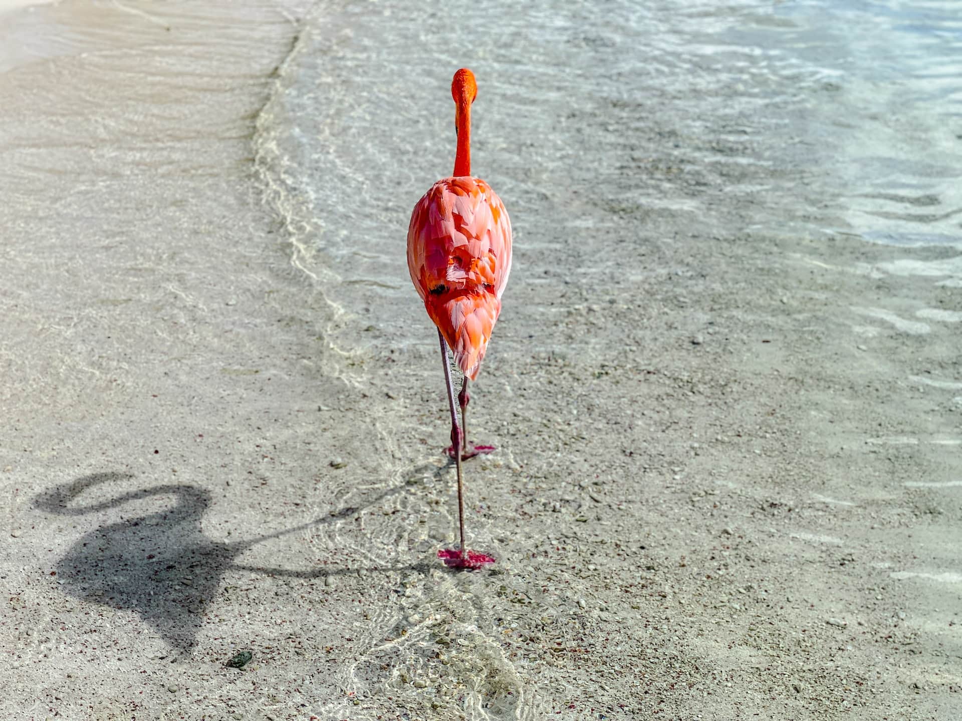 Pink flamingo on a beach in Aruba (photo: Lex Melony)