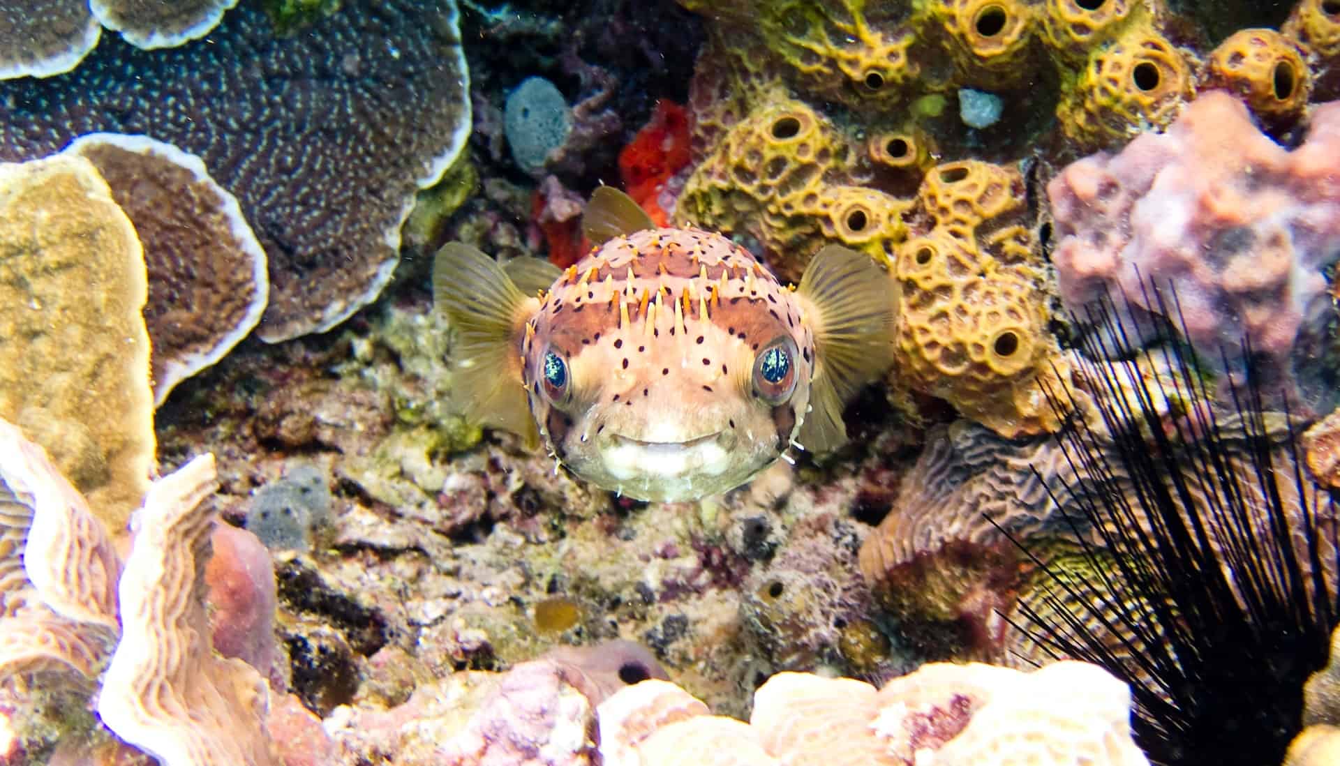 A brown pufferfish in a reef off Cozumel (photo: Vlad Tchompalov)