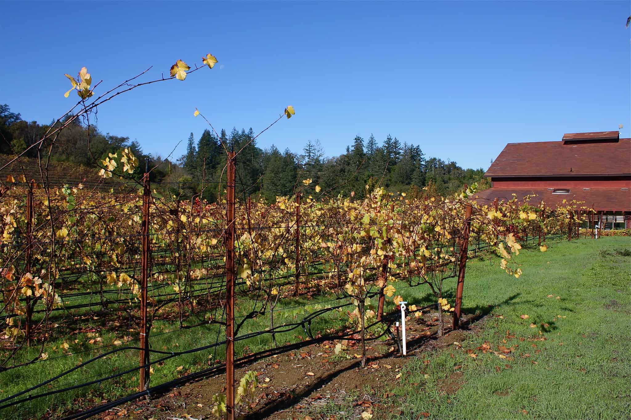 Iron Horse Vineyard in the Russian River Valley AVA, Sonoma County, CA (photo: Naotake Murayama)