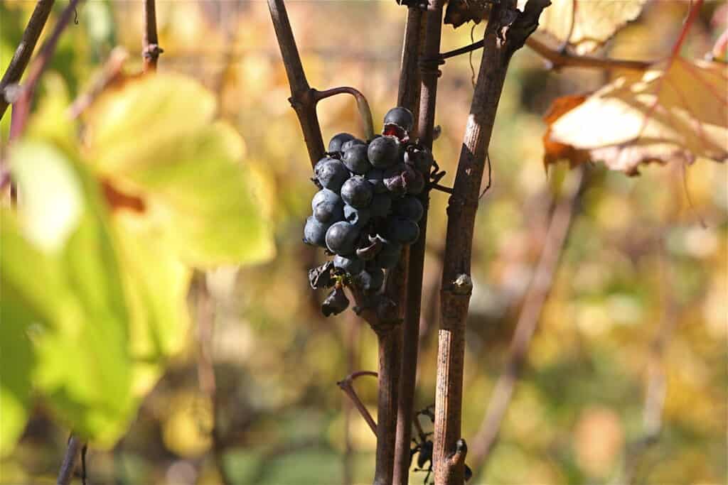 Russian River Valley wine grapes (photo: Naotake Murayama)