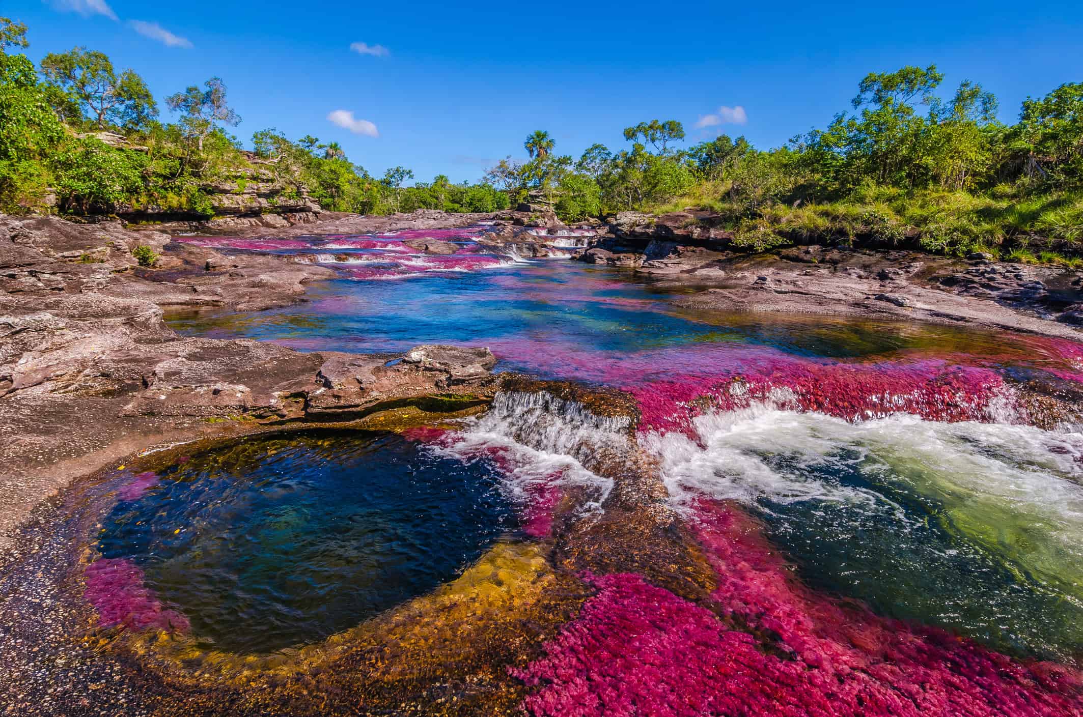 Cano Cristales (photo: Claudio Sieber, istockphoto)