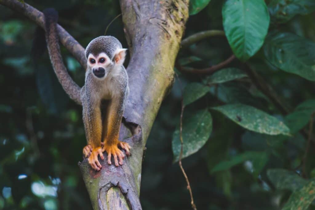 A squirrel monkey in Isla de los Micos in the Colombian Amazon (photo: Diego Guzman)