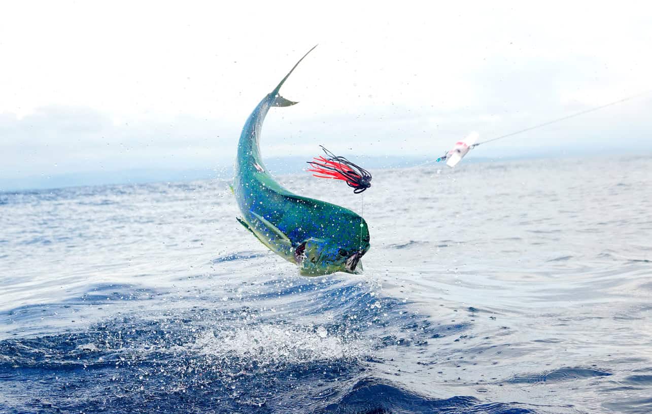 Dolphin fish in Costa Rica (photo: Sid. Richeux, iStock license)