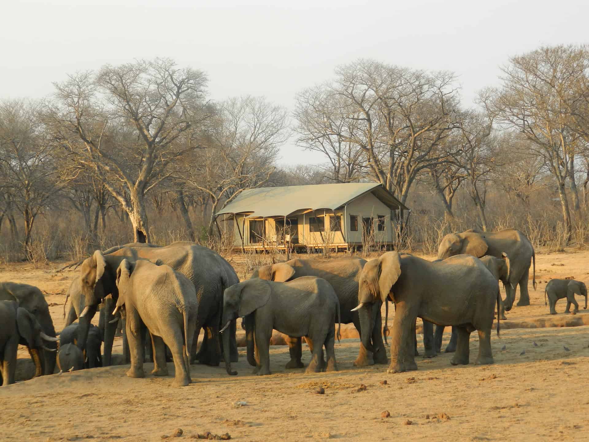 Elephants at Verney's Camp in Hwange, Zimbabwe (photo by Claire Roadley)