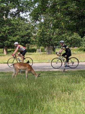 Deer and cyclists in Richmond Park (photo: Steve Cleverdon).