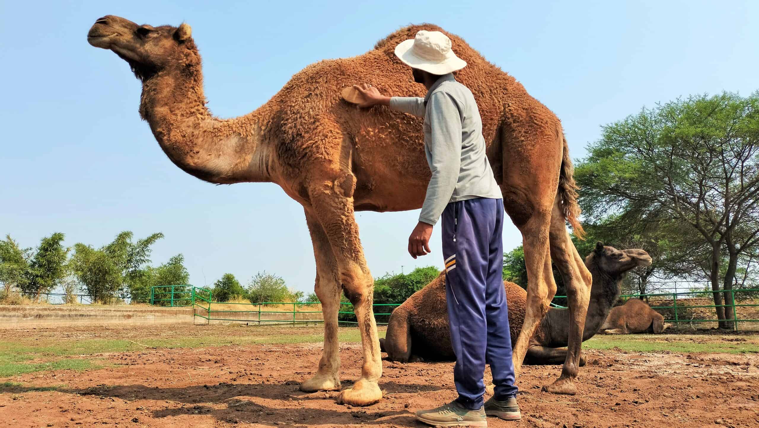 Camel grooming (photo courtesy of PETA)