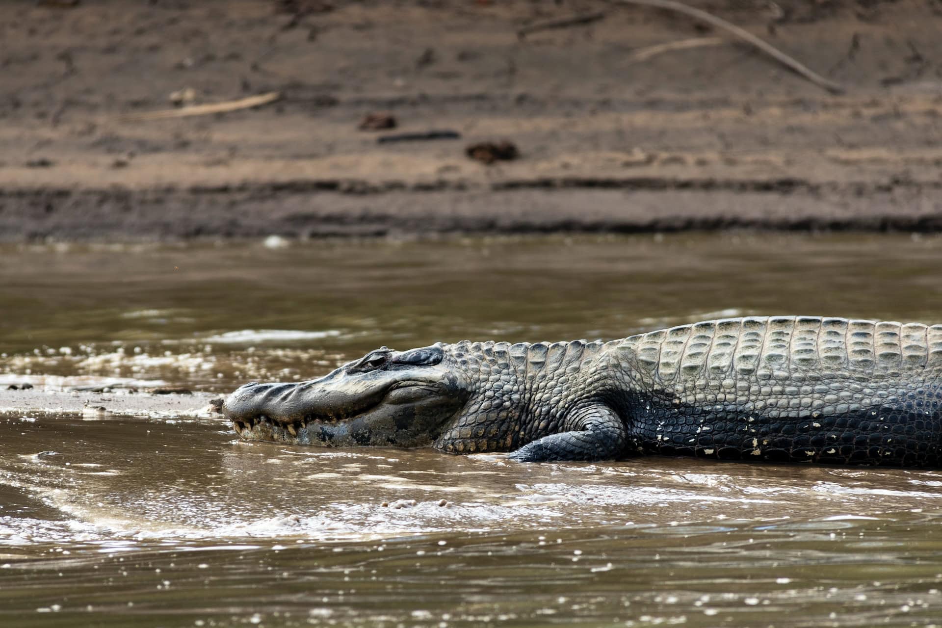 Crocodile in Southern Peruvian Amazon (photo: Renting C)