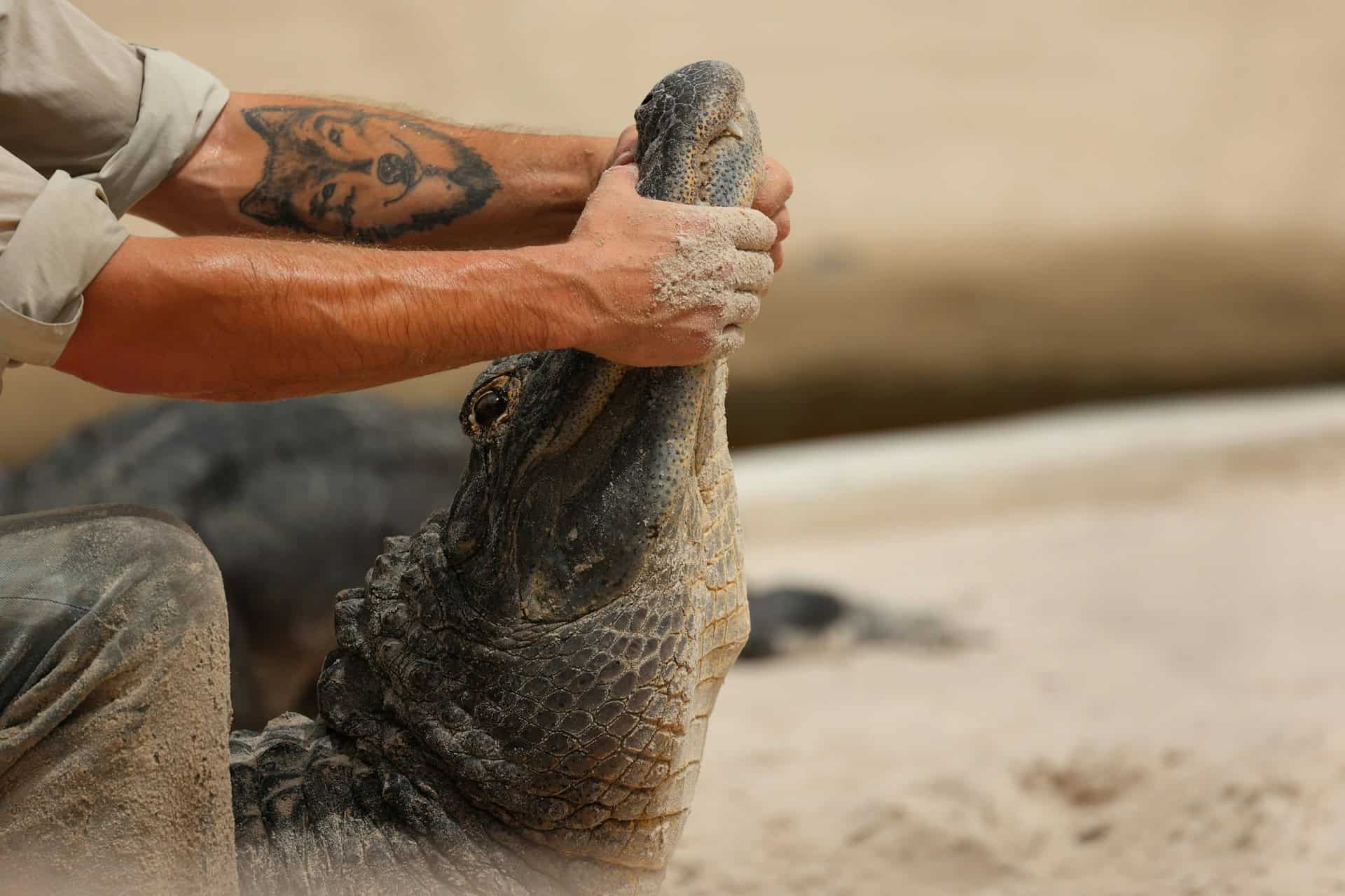 A staff member handling an alligator at Gatorland (photo: David Valentine)