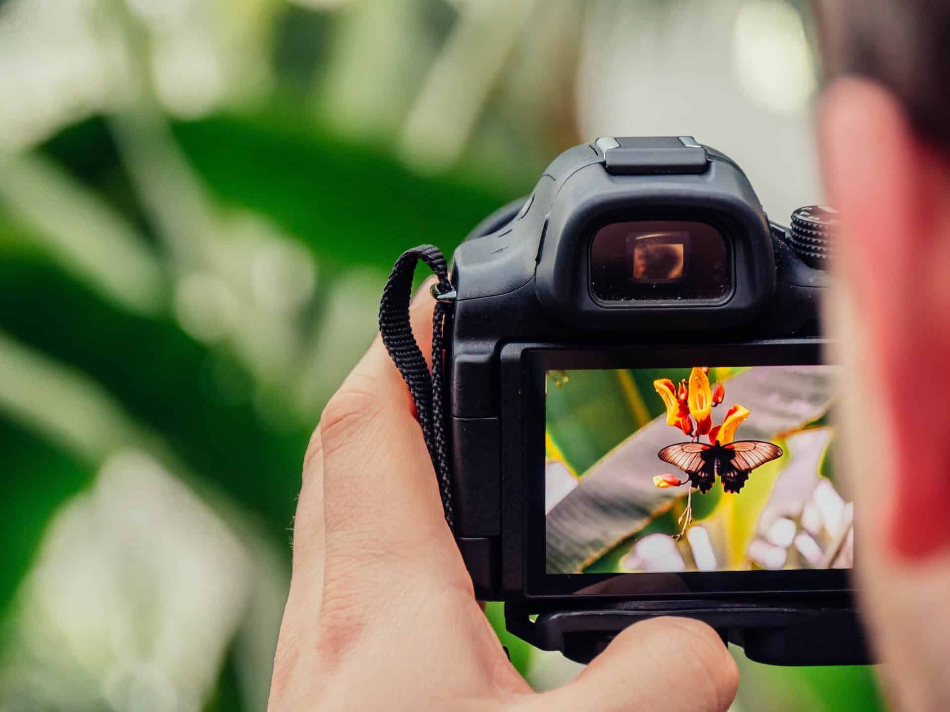 Photographing a butterfly (photo: Jamie Street).