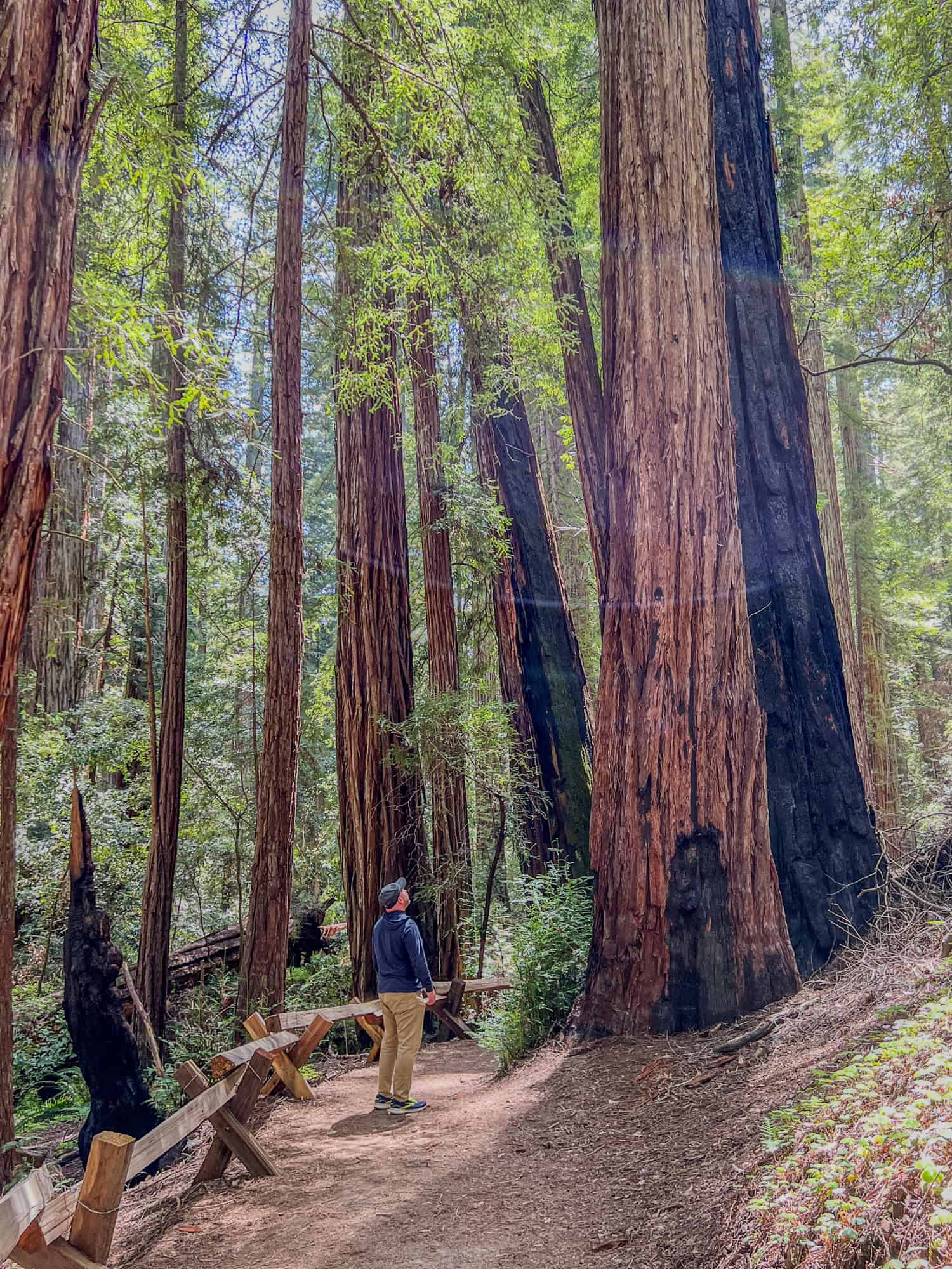 Dave admiring a redwood on the walking trail