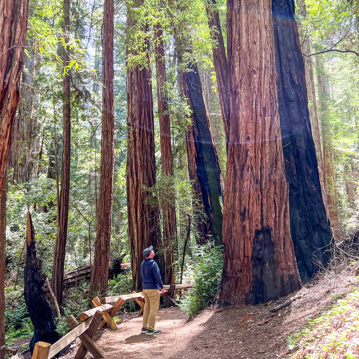 Armstrong Redwoods State Natural Reserve