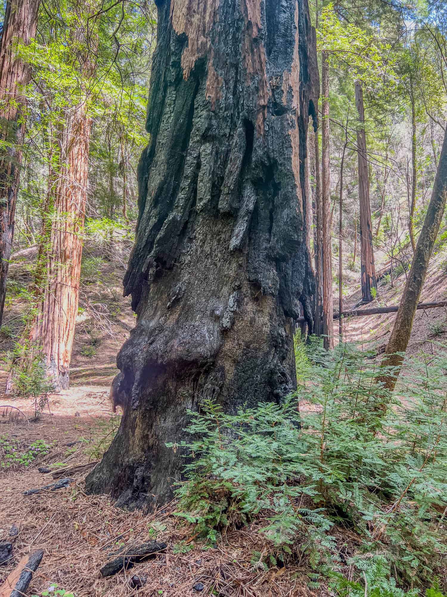 Fire-damaged redwood tree