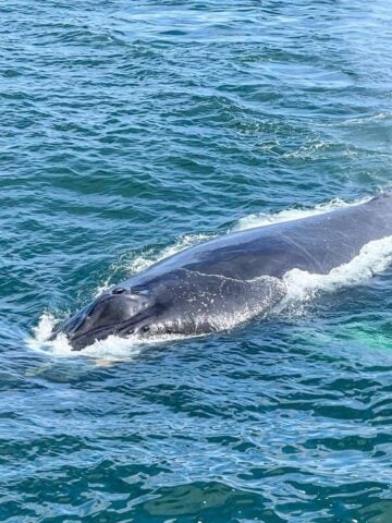 Whale blowhole.