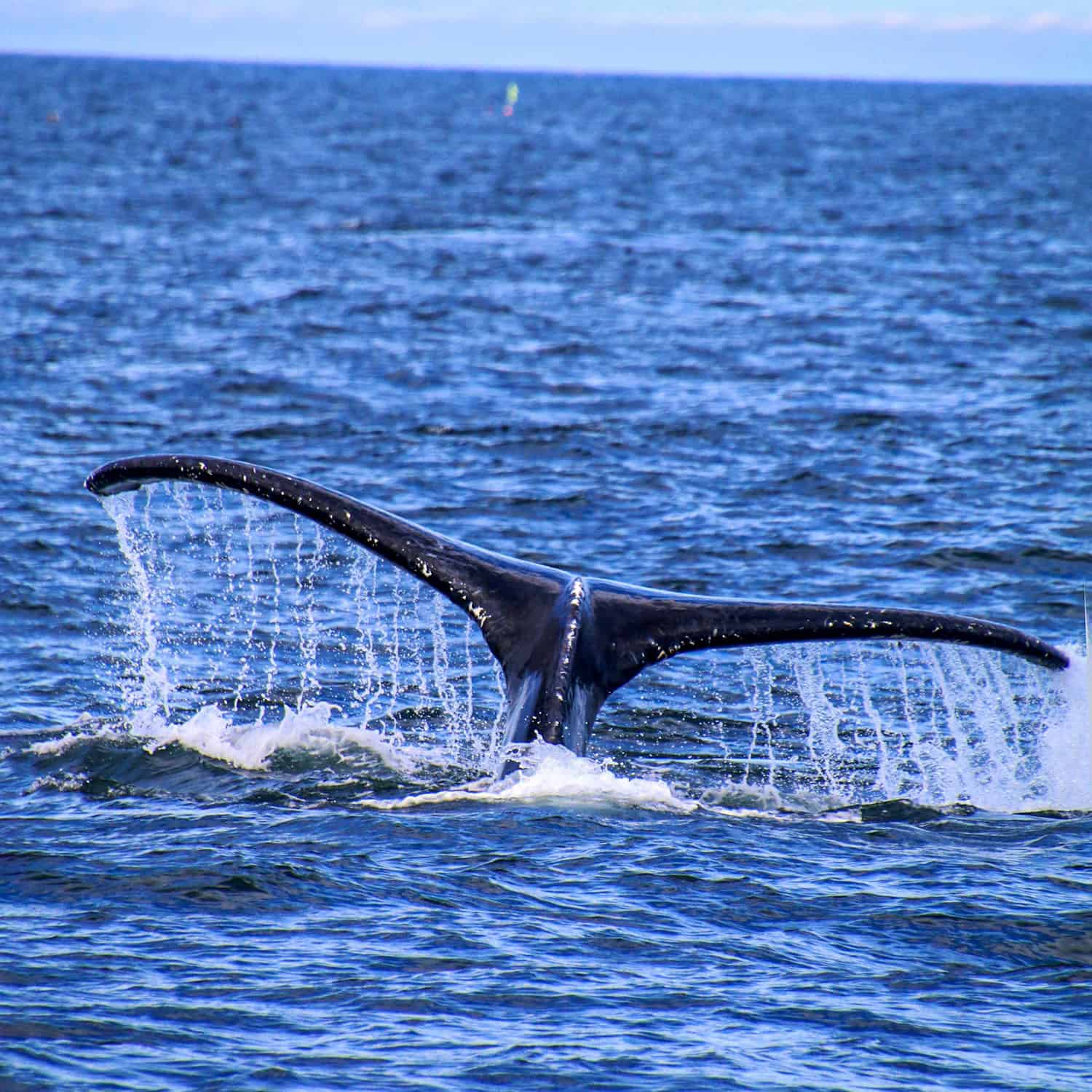 A whale's fluke surfaces as it begins to dive, as seen on a whale-watching tour from Boston. (photo by Kelly Lemons)