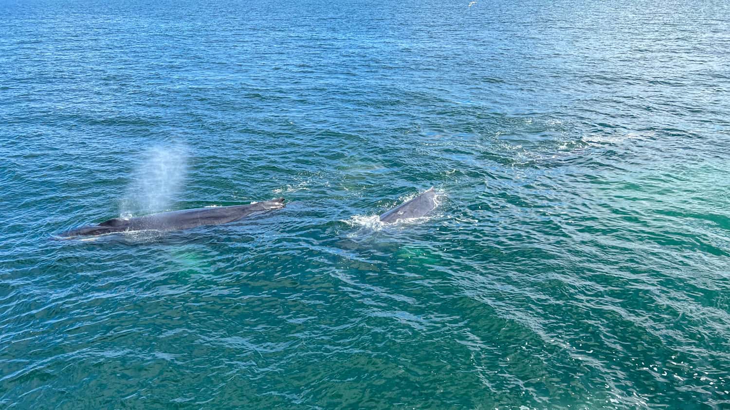 Two whales