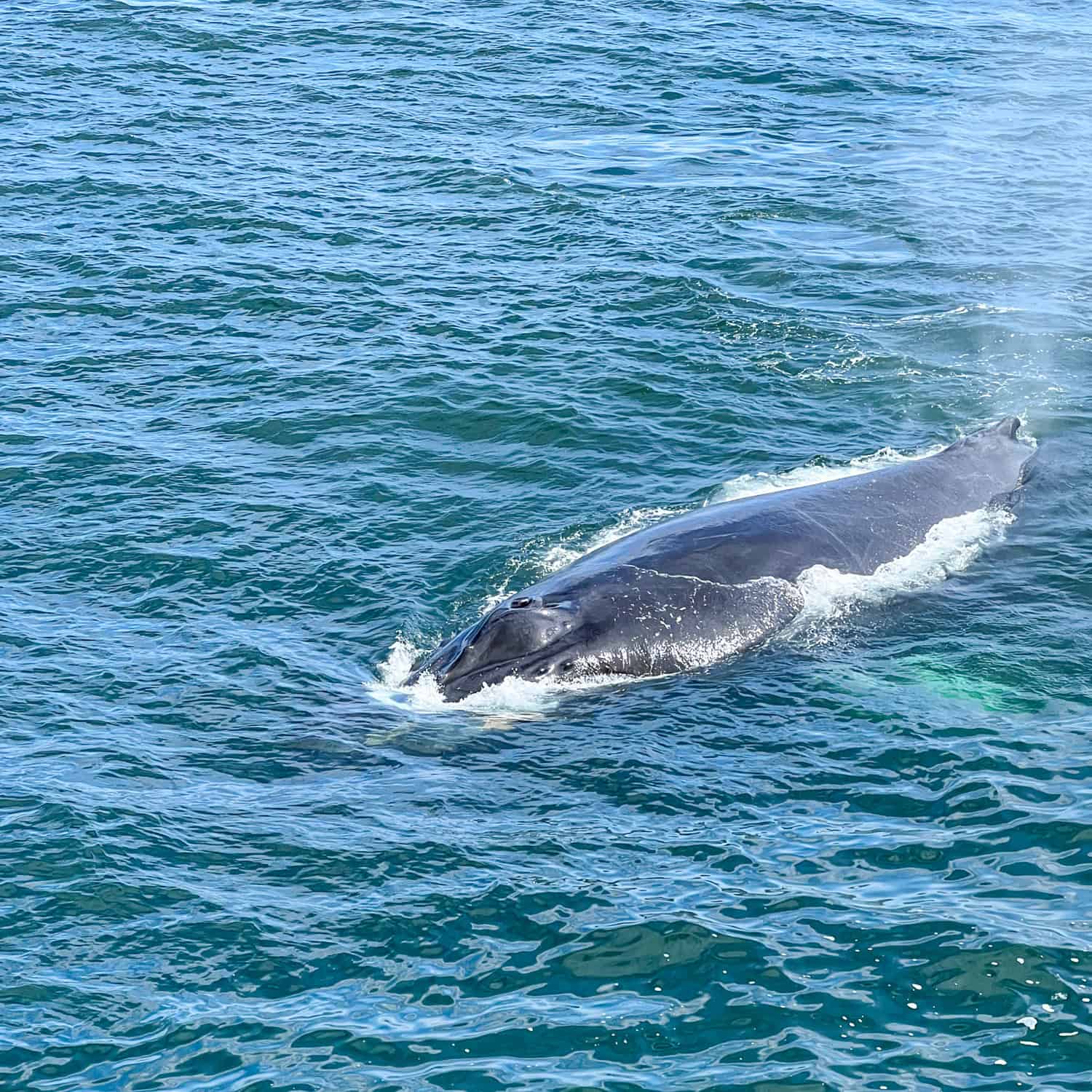 Detail of a whale's blowhole
